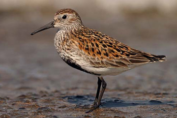 De Bonte strandloper